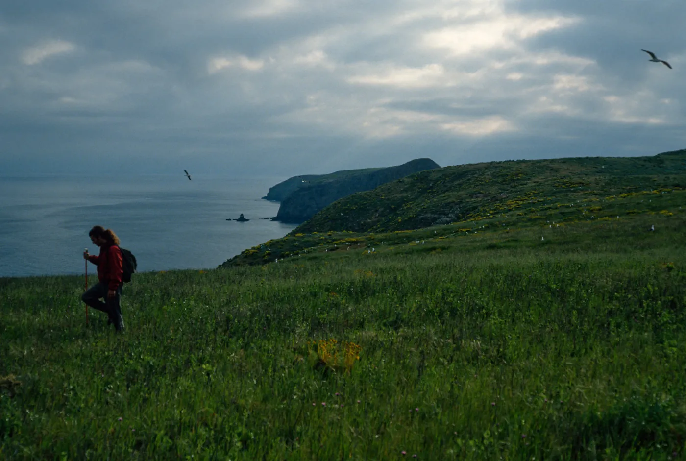 Middle Anacapa Island, Dave Rosen, terrace, looking East