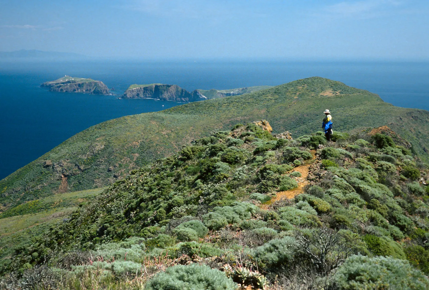 West Anacapa Island, ridgetop, East of Summit Peak
