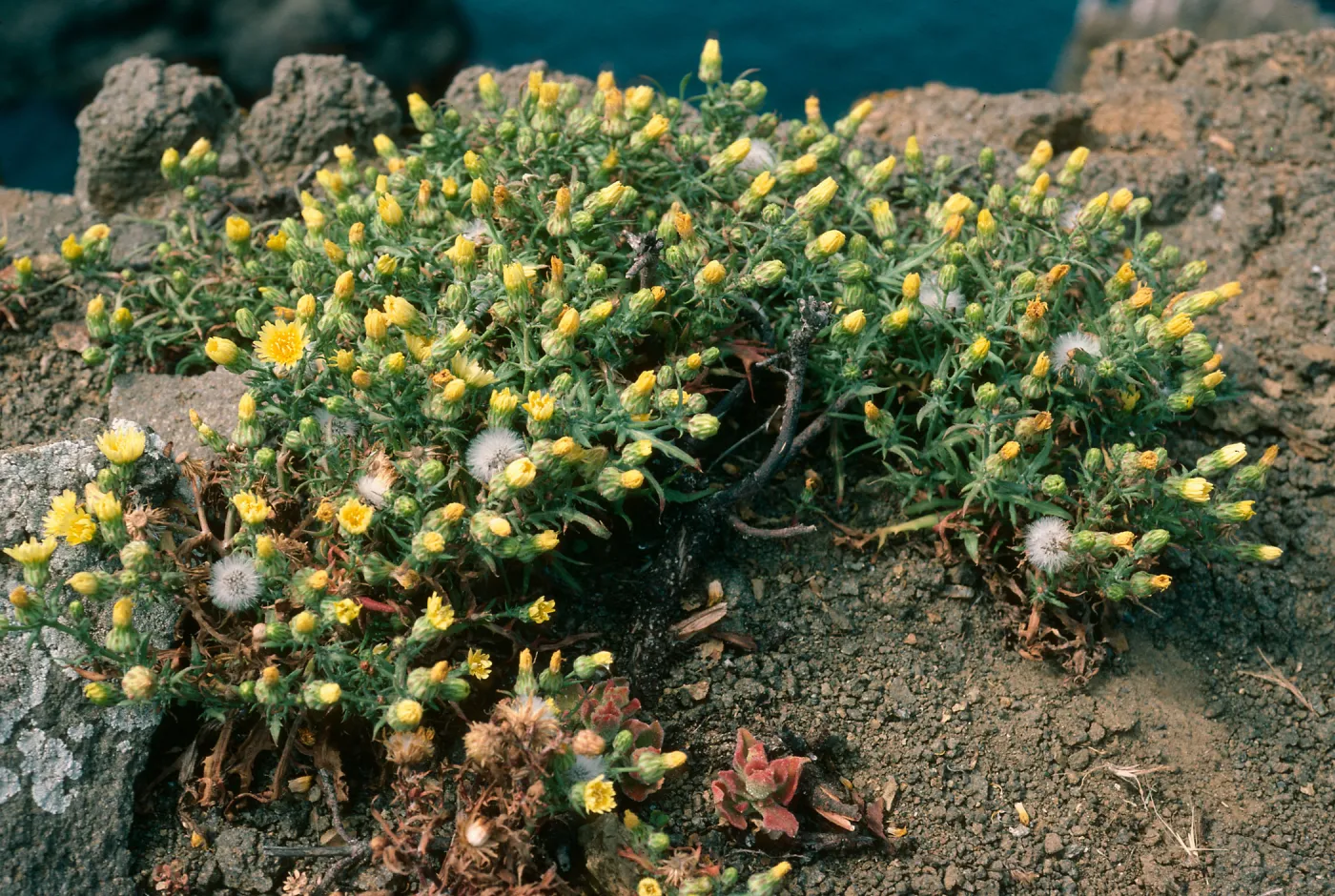Malacothrix squalida, Knife Edge, Middle Anacapa Island,MA-172