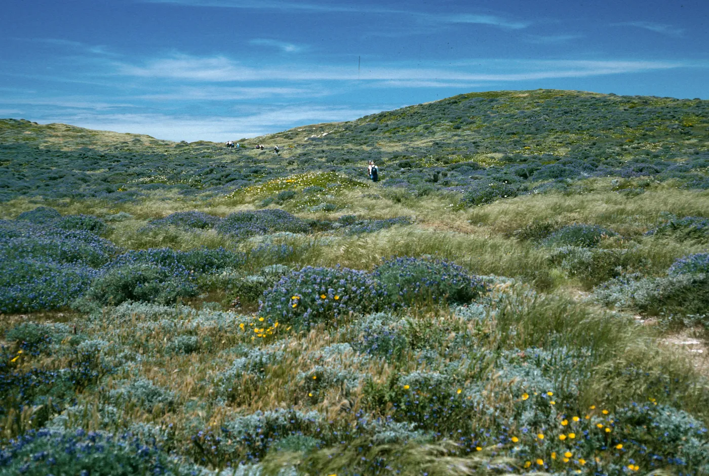San Miguel Island, Lupinus (Lupine),, Harris Point Trail