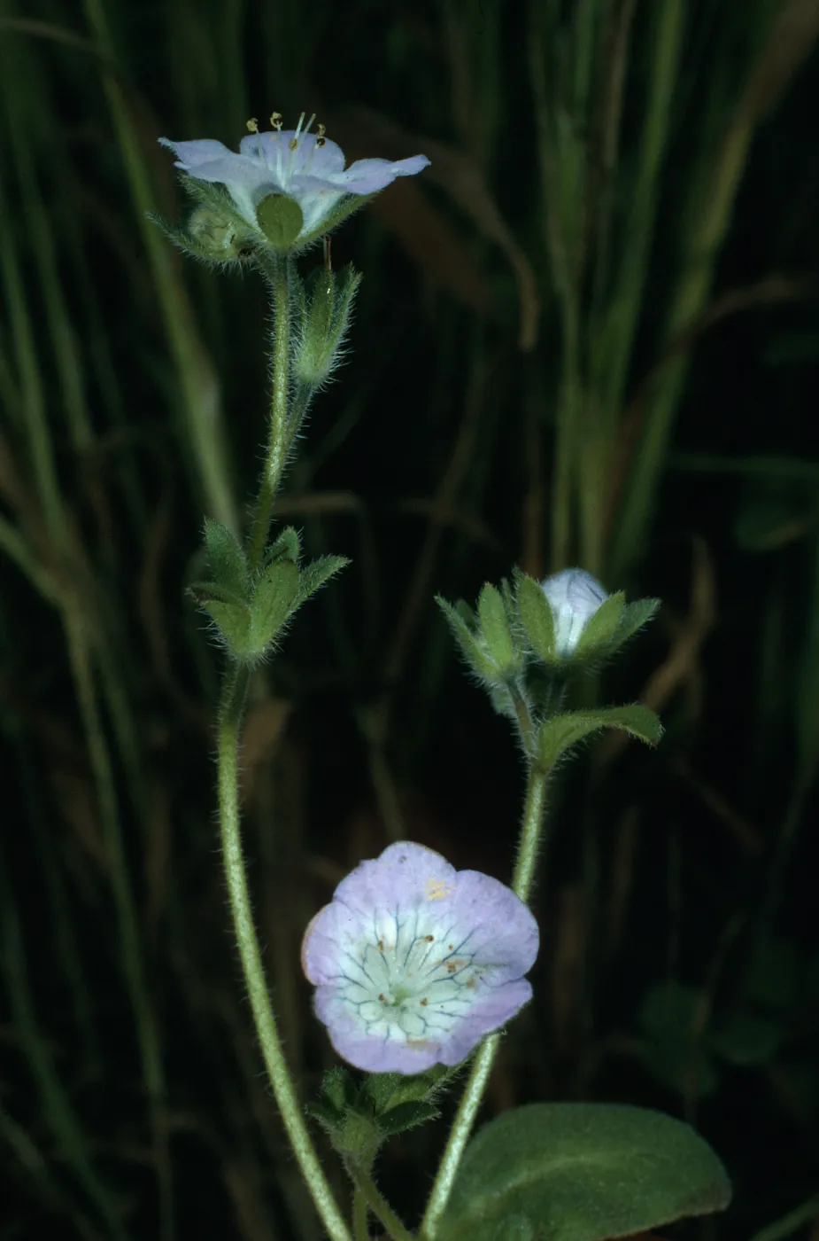 San Miguel Island, Phacelia insularis, West side of Cuyler Harbor
