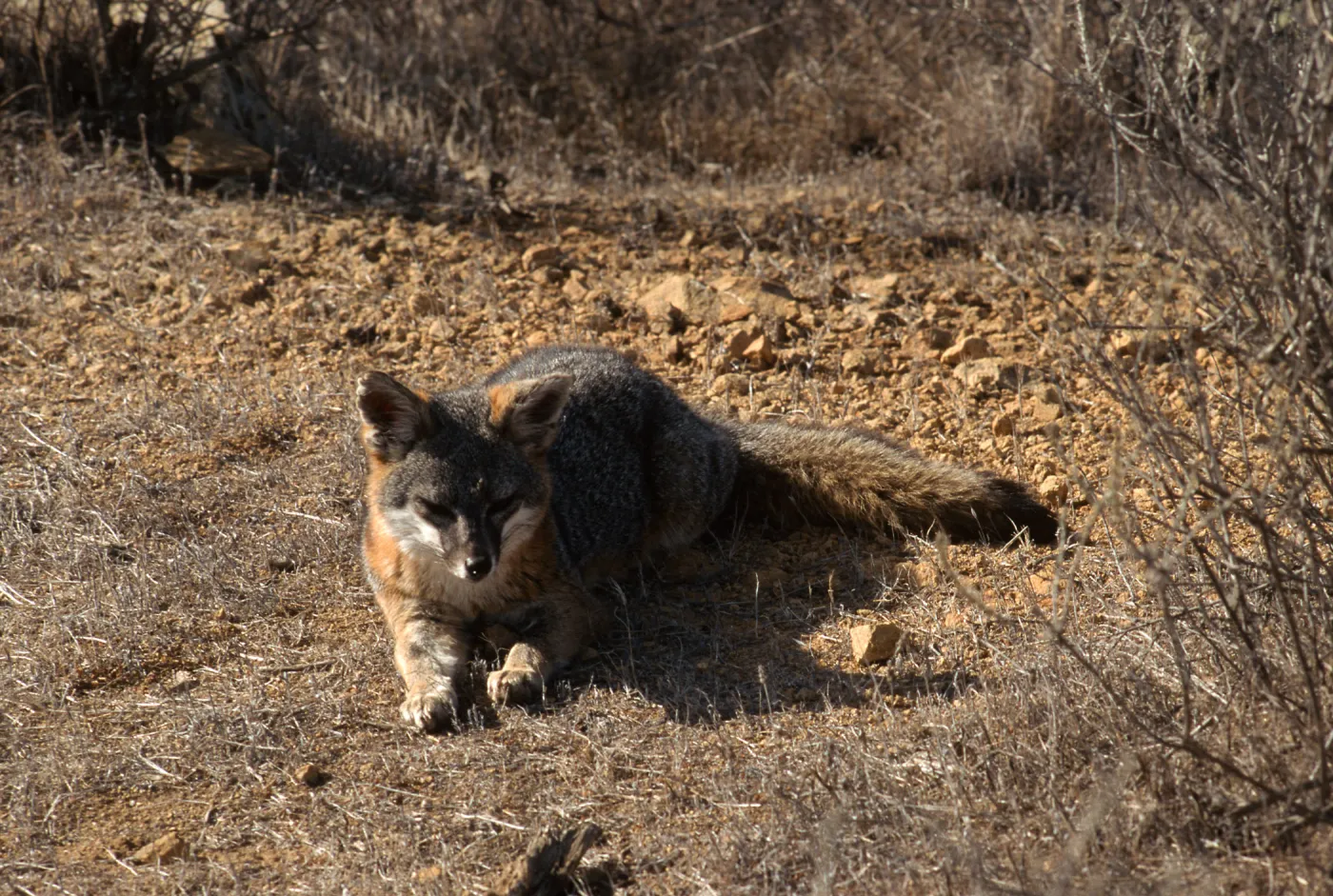 Catalina Island, island fox from KBRT Road