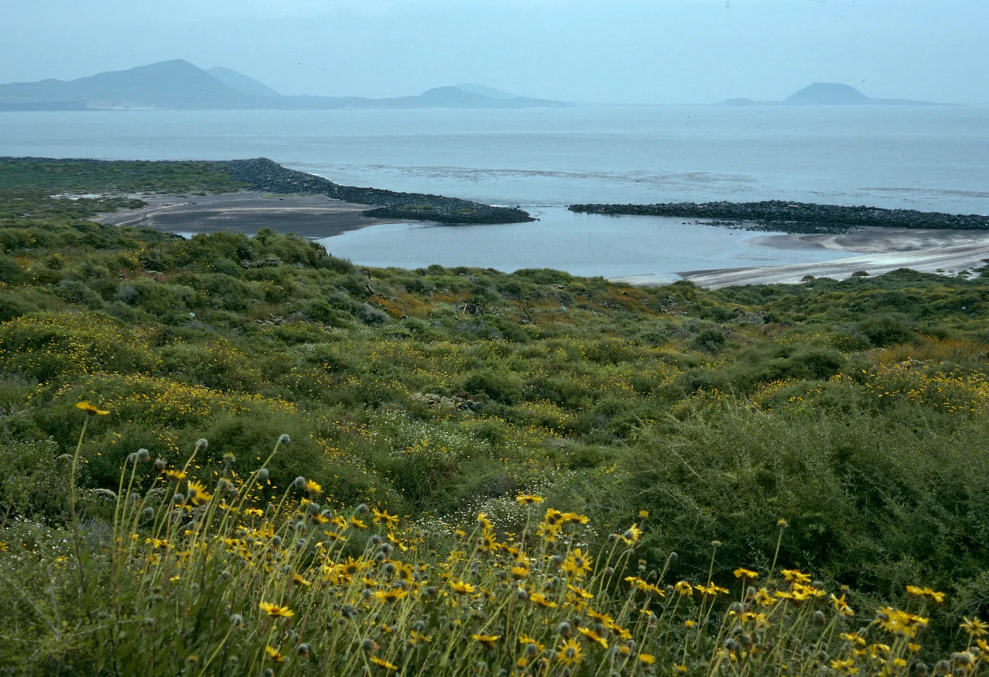 San Martin Island, Encelia, view of lagoon, trail to crater