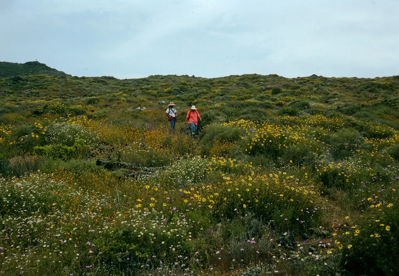 San Martin Island, Encelia, Amauria, Amsinckia, trail to crater, Steve Voger & Sarah