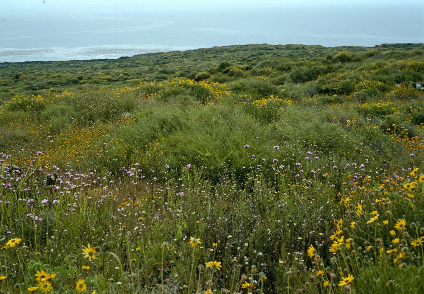 San Martin Island, Encelia, Dichelostemma, Amsinckia, trail to crater