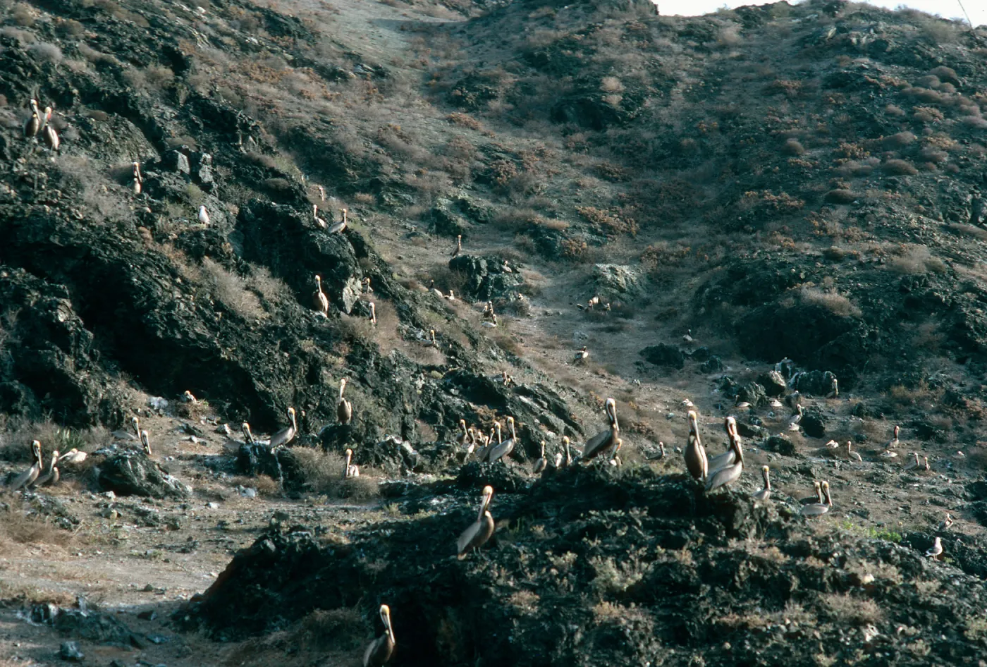 San Benito Island, pelicans