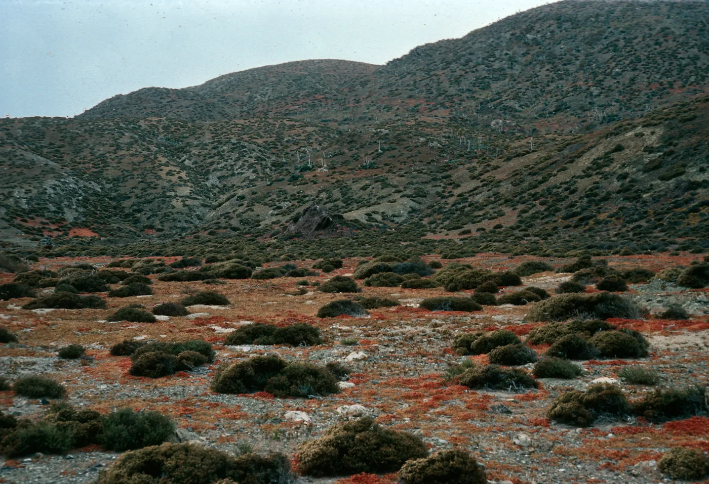 San Benito Island, Frankenia, coastal flats