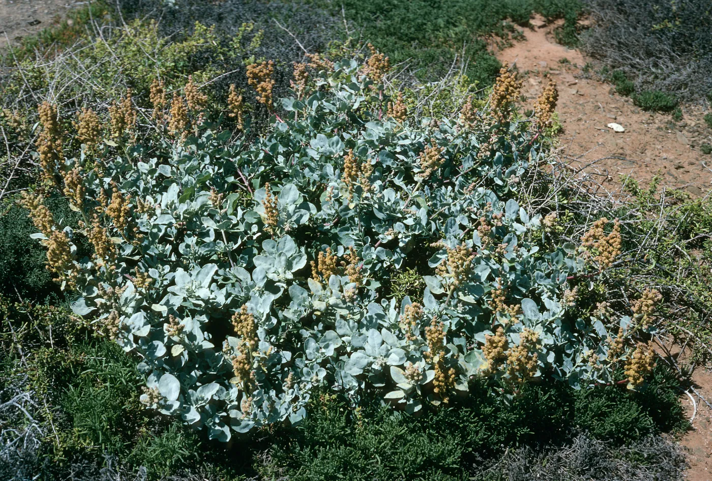 West San Benito Island, Atriplex barclayana, Northwest side