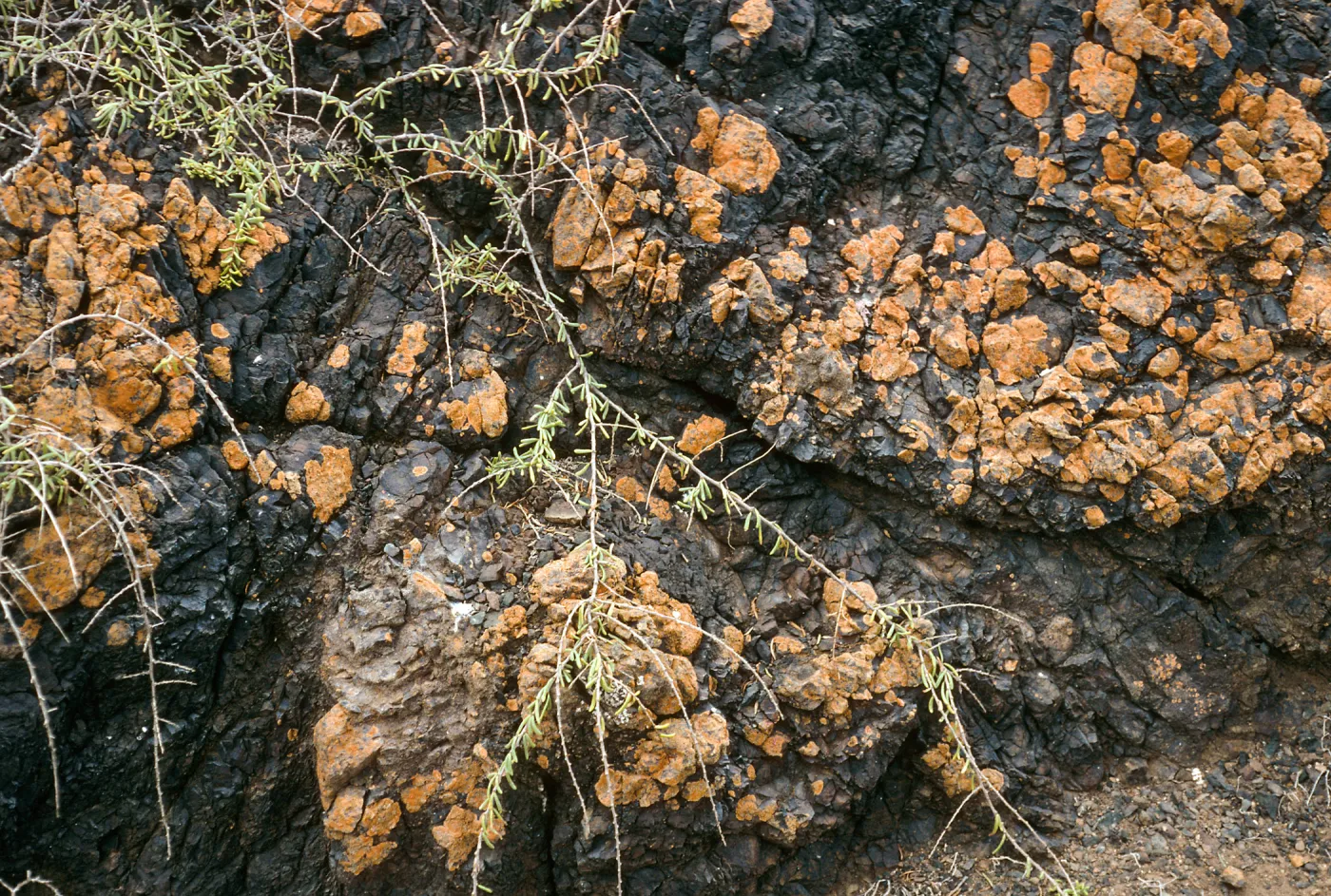 West San Benito Island, lichens & Lycium, Northwest side