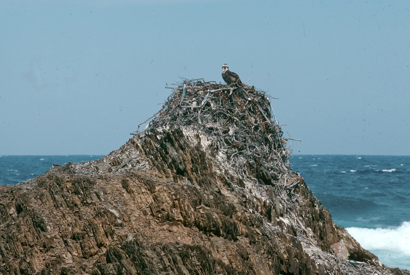 West San Benito Island, osprey nest, North side