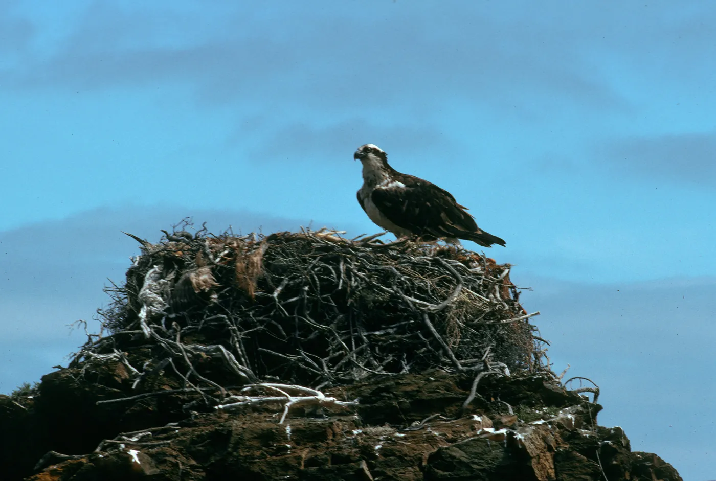 West San Benito Island, osprey, Northwest side