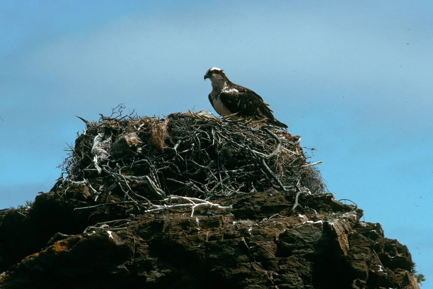 West San Benito Island, osprey on nest, Northwest side