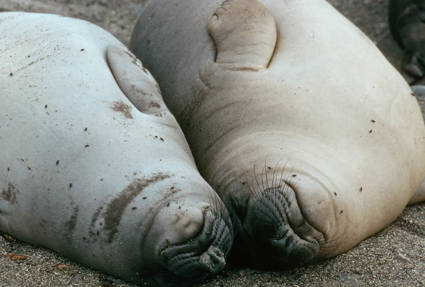 West San Benito Island, Elephant Seal pups