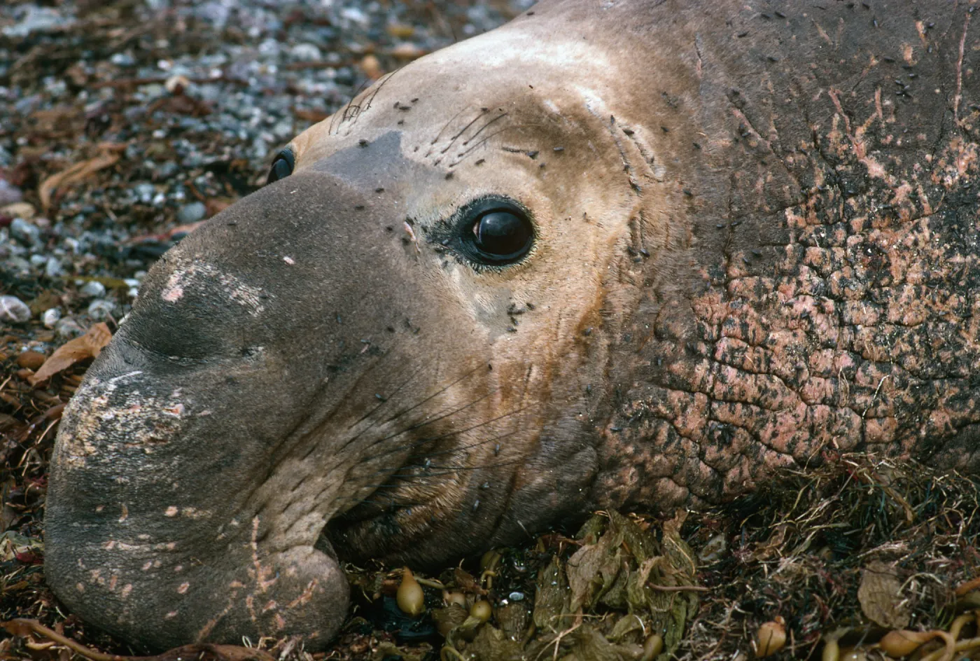 San Benito Island, male Elephant Seal