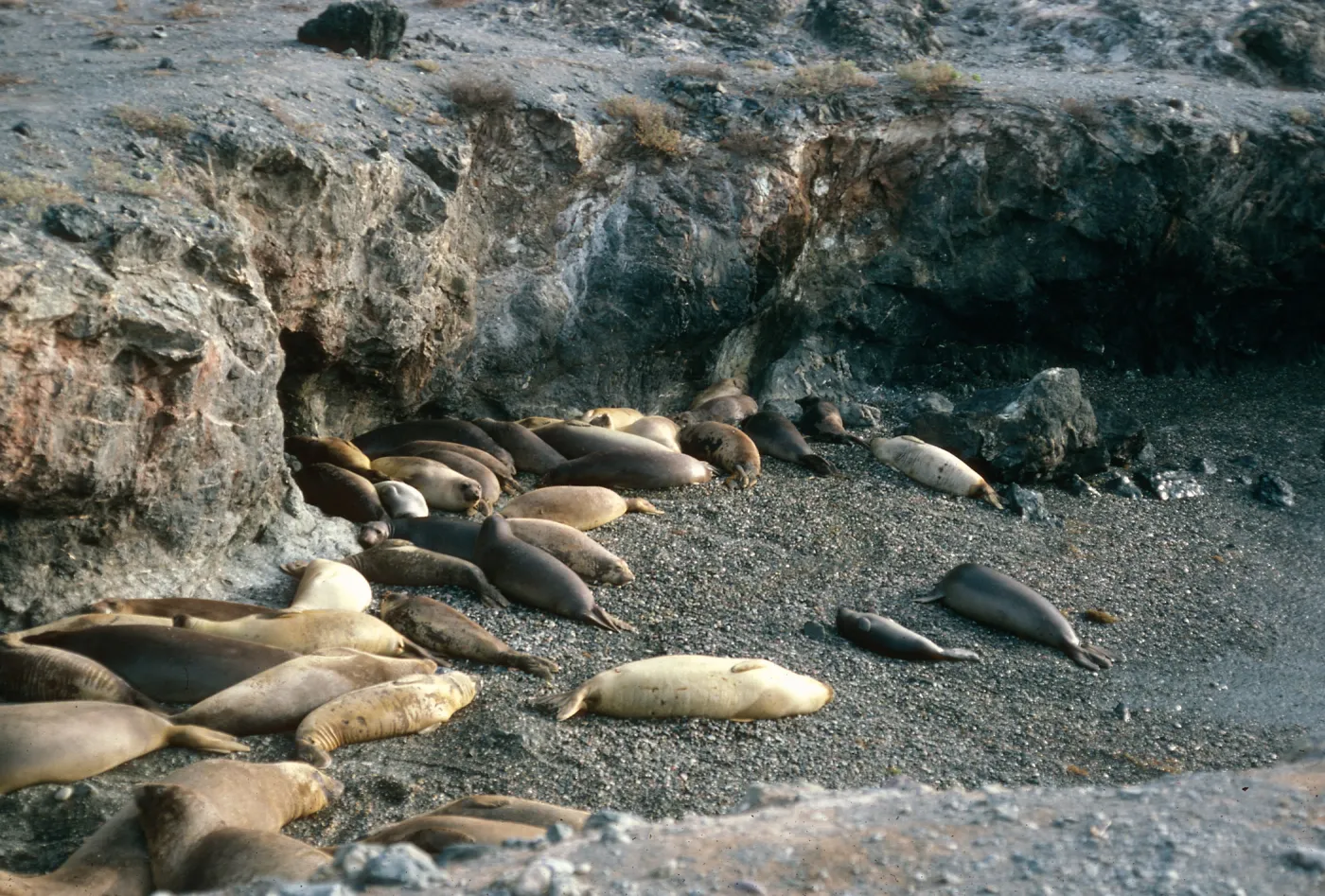 San Benito Island, Elephant Seals