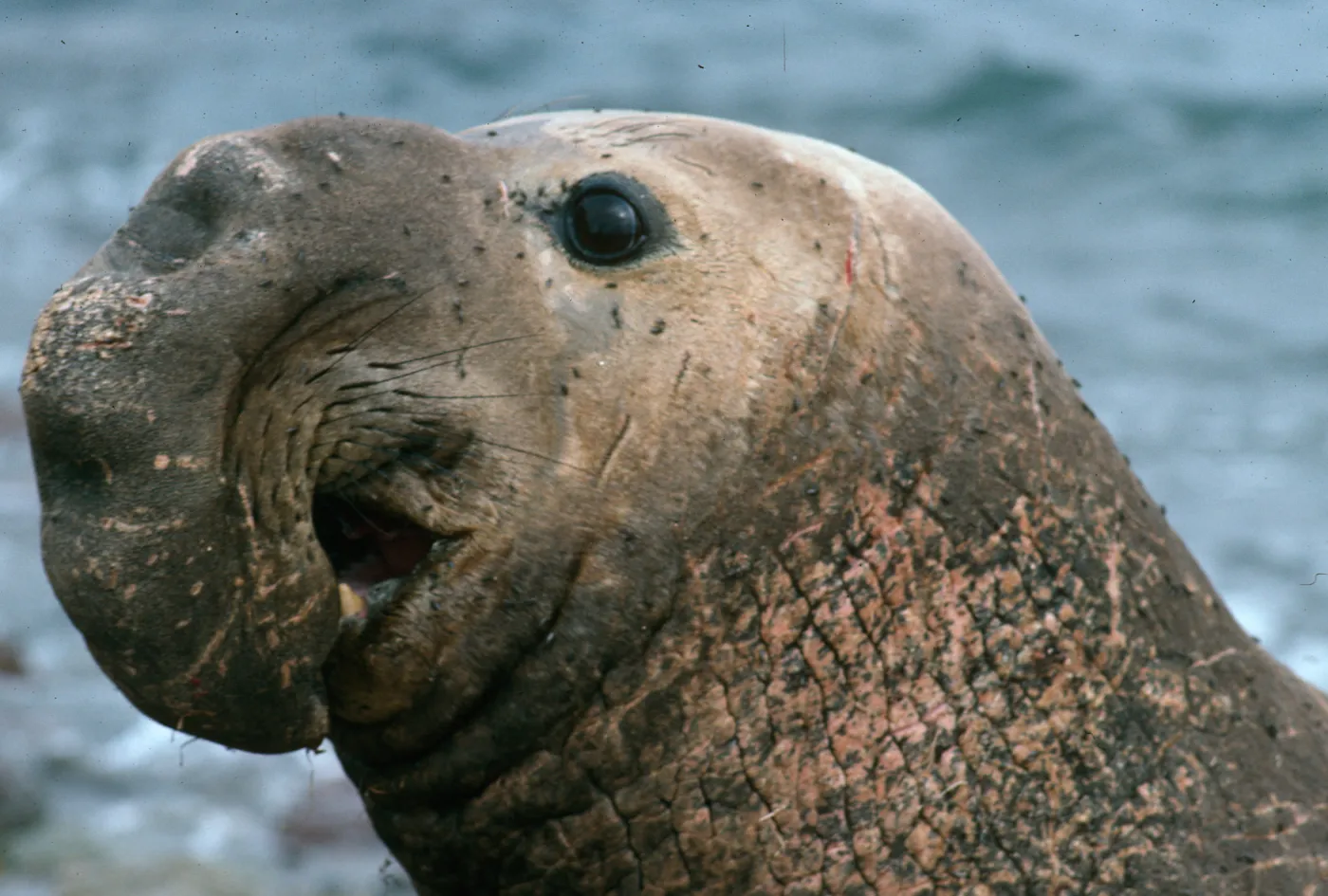 San Benito Island, male Elephant Seal