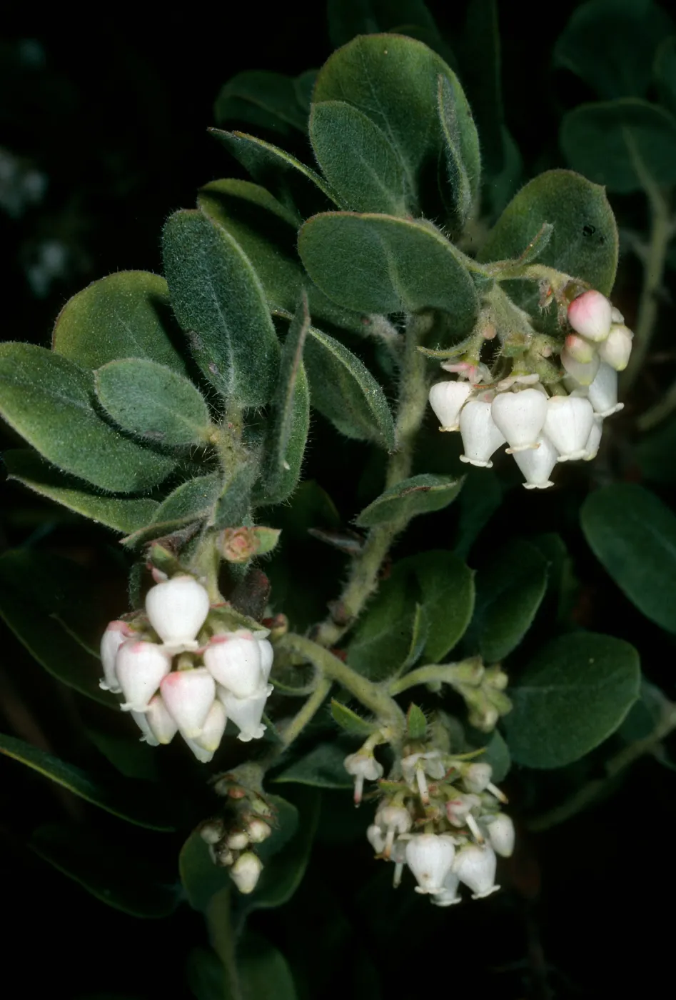 Arctostaphylos confertiflora (Santa rosa island manzanita SBBG