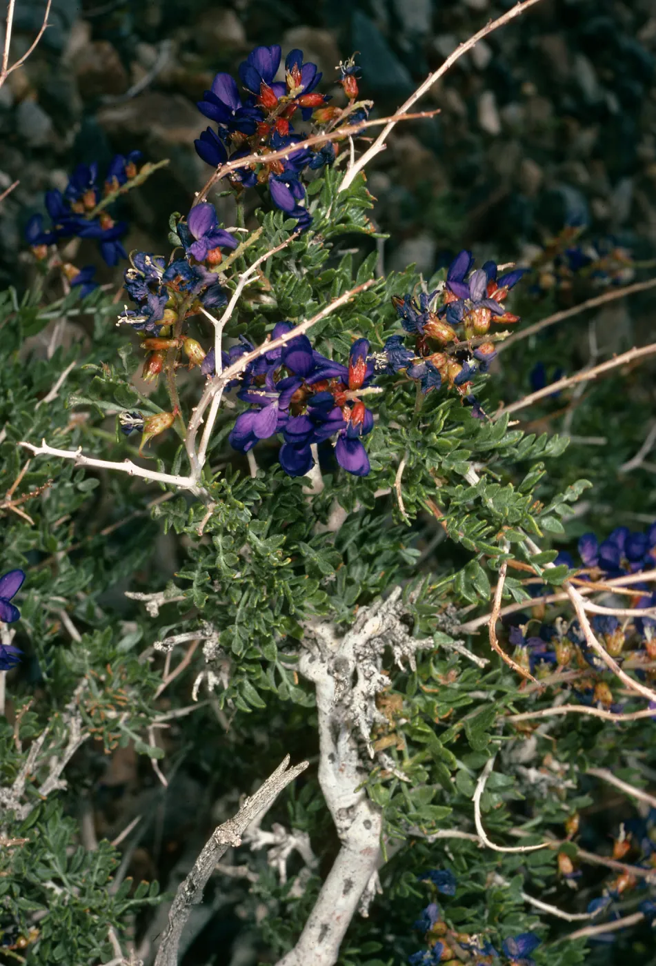 Dalea fremontii (Psorothamnus fremontii), Saline Valley, Mojave Desert