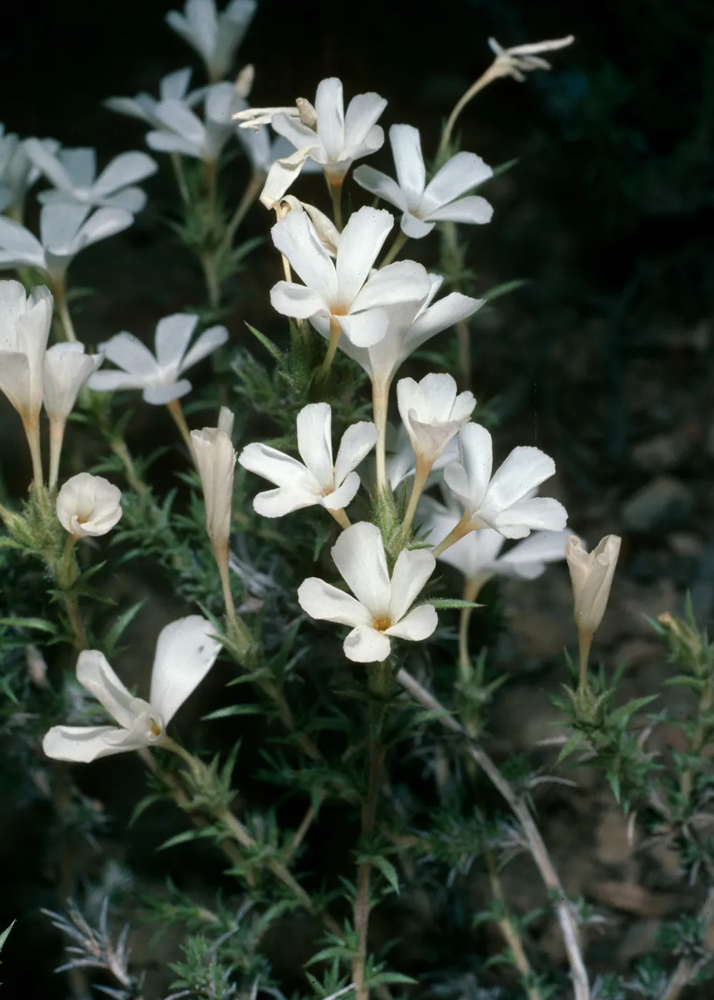 White Mountains, Leptodactylon pungens, Grandview campground