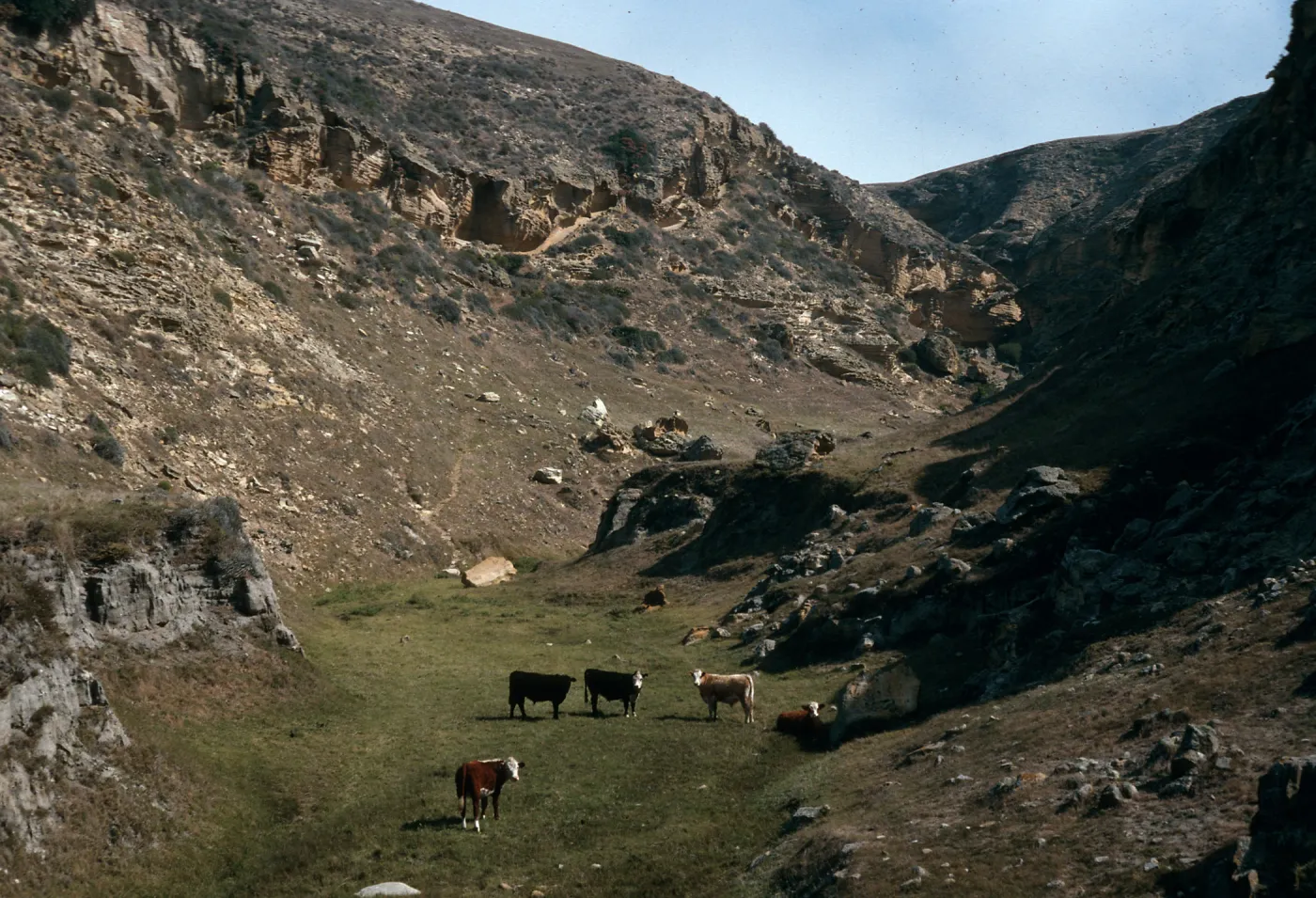 Santa Rosa Island, Lobo Canyon, cattle
