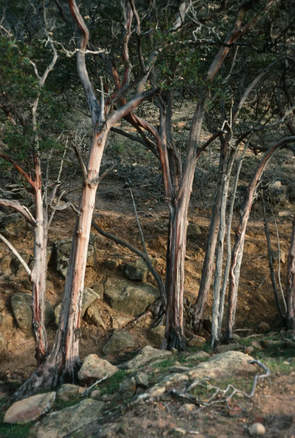 Santa Rosa Island, Lyonothamnus, canyon, West of Peak 107, West of South Point ridge