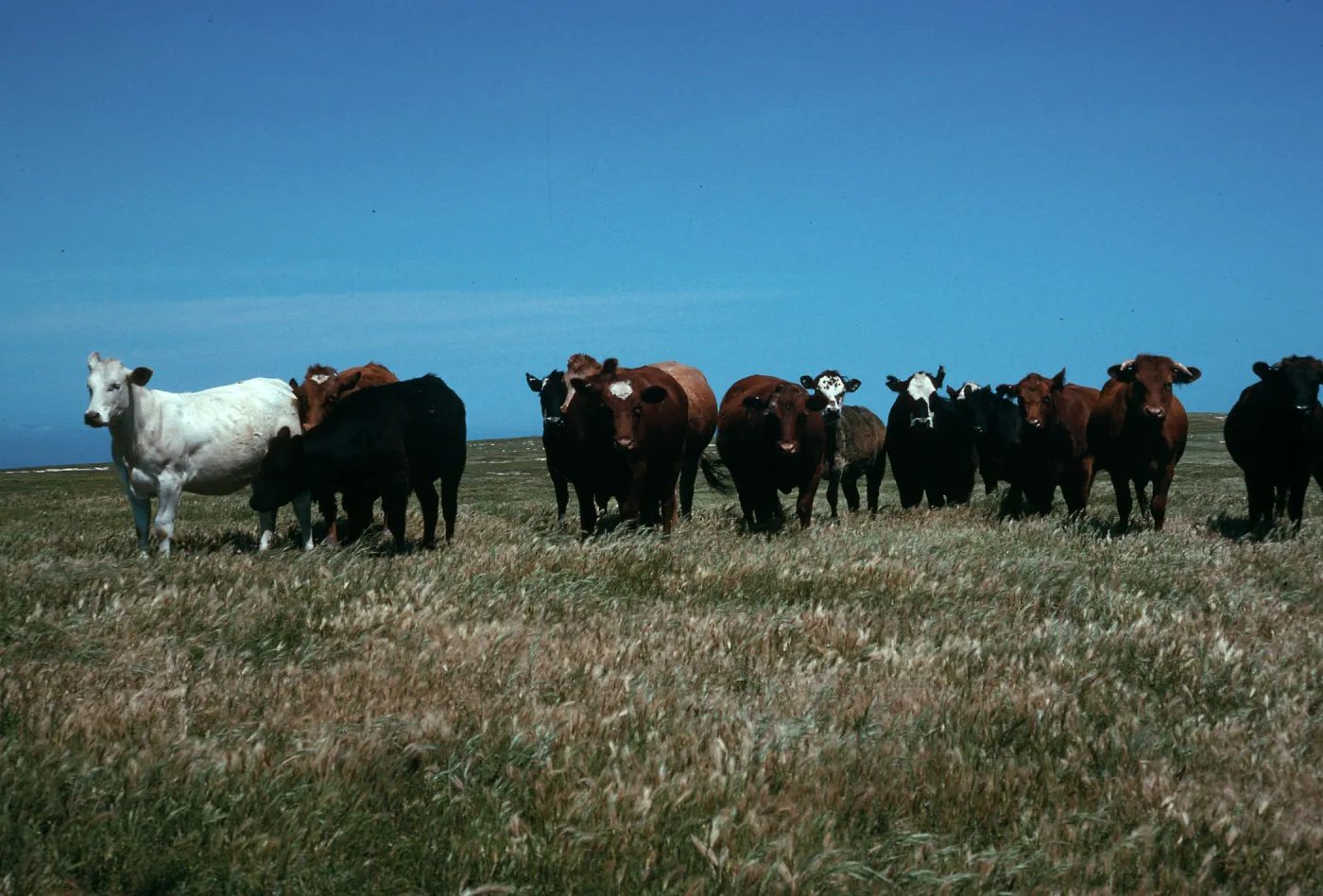 Santa Rosa Island, cattle