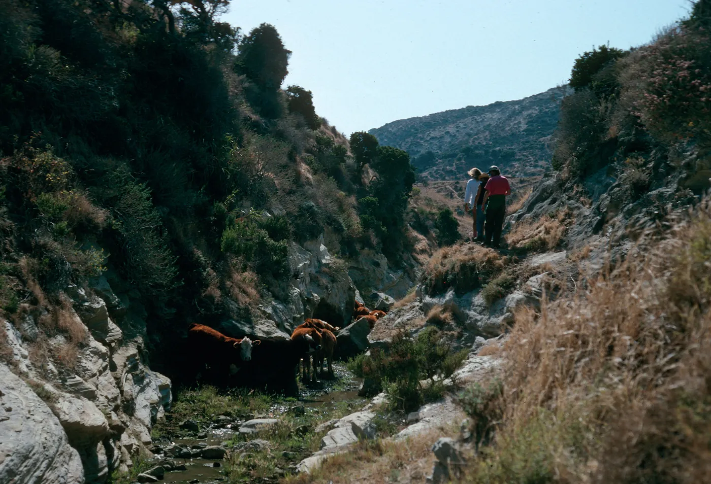 Santa Rosa Island, cattle, Water Canyon