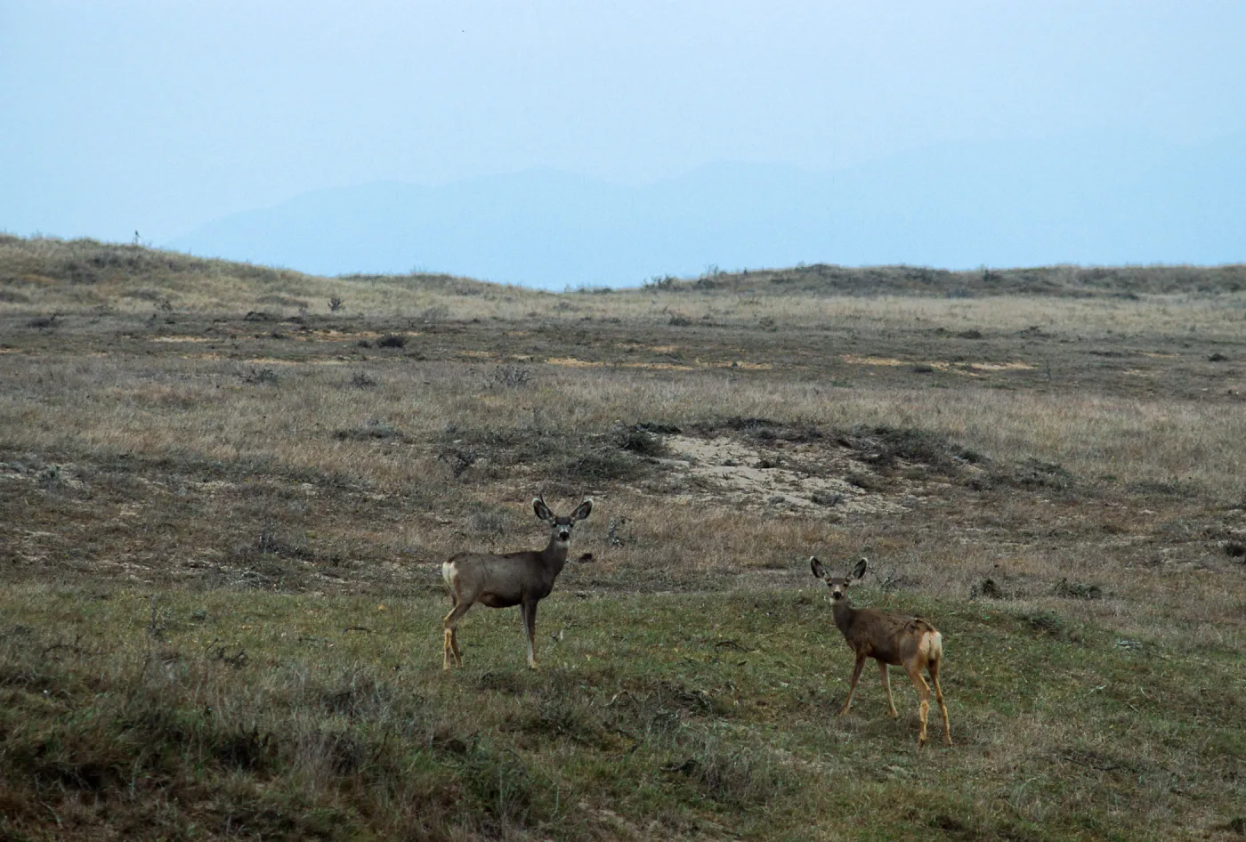 Santa Rosa Island, deer, base of Carrington Point Peninsula