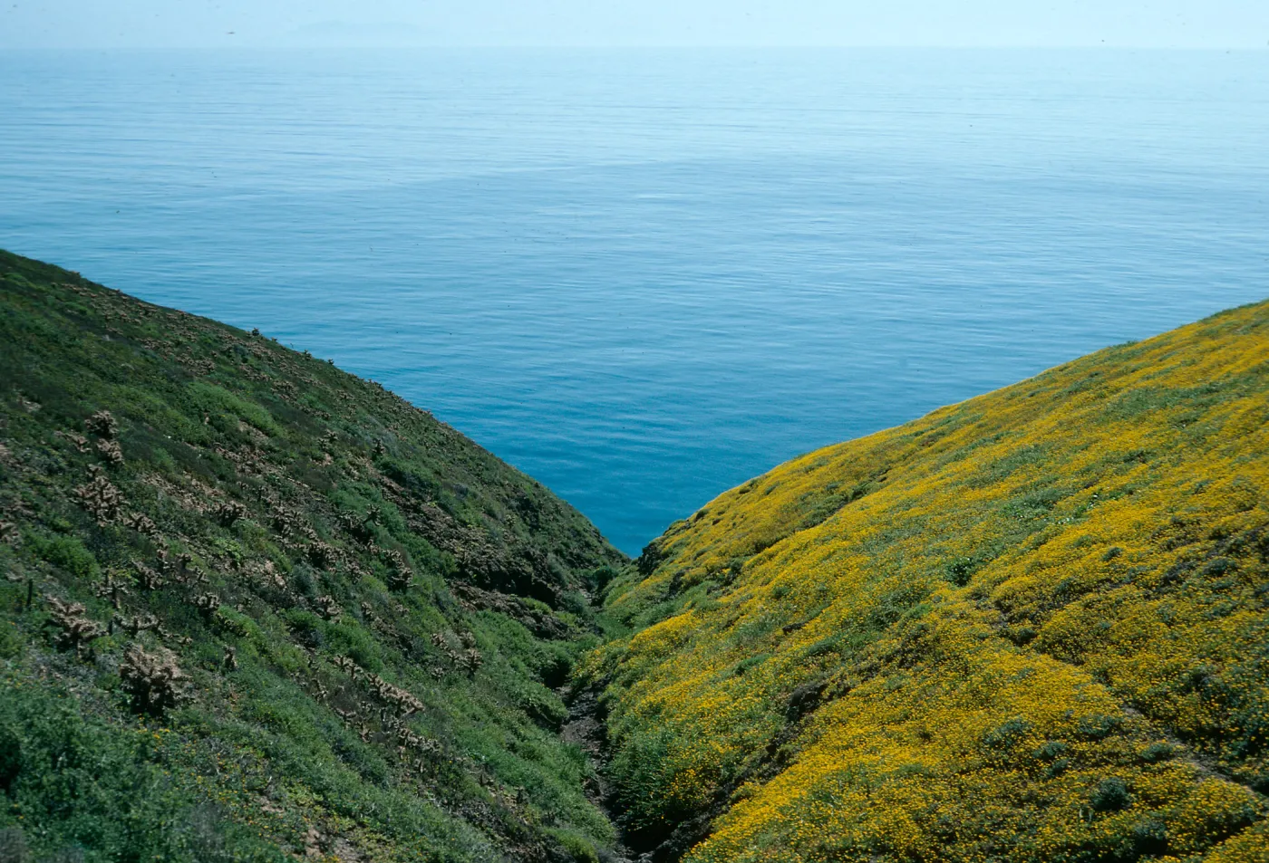 Santa Barbara Island, Cliff Canyon, N-facing slope on right