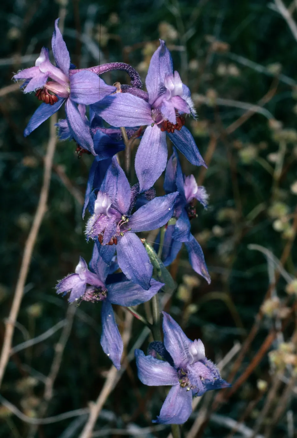 Delphinium, Providence Mountains, Mojave National Preserve