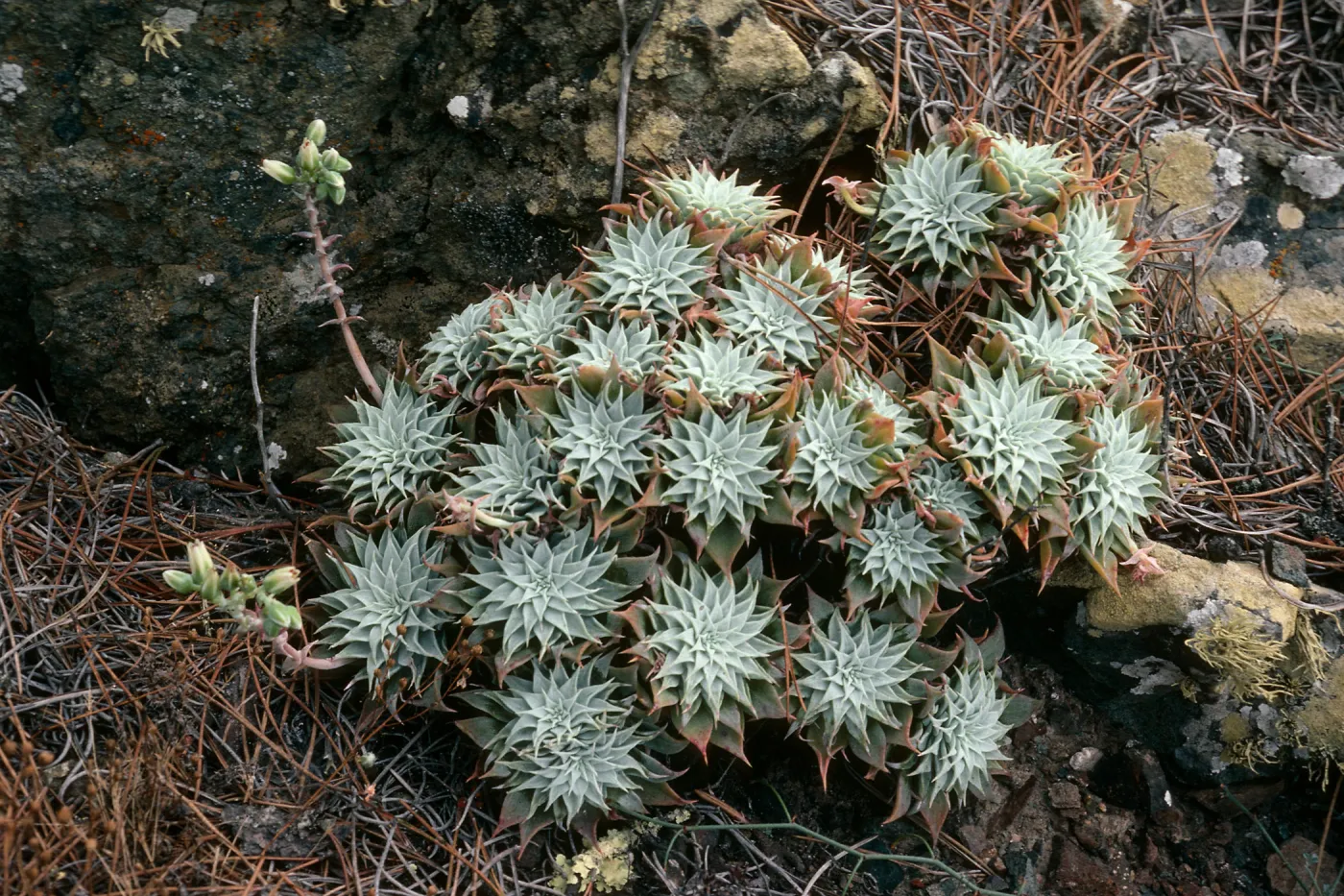 Cedros Island, Dudleya acuminata, West of head of Cañada de la Mina