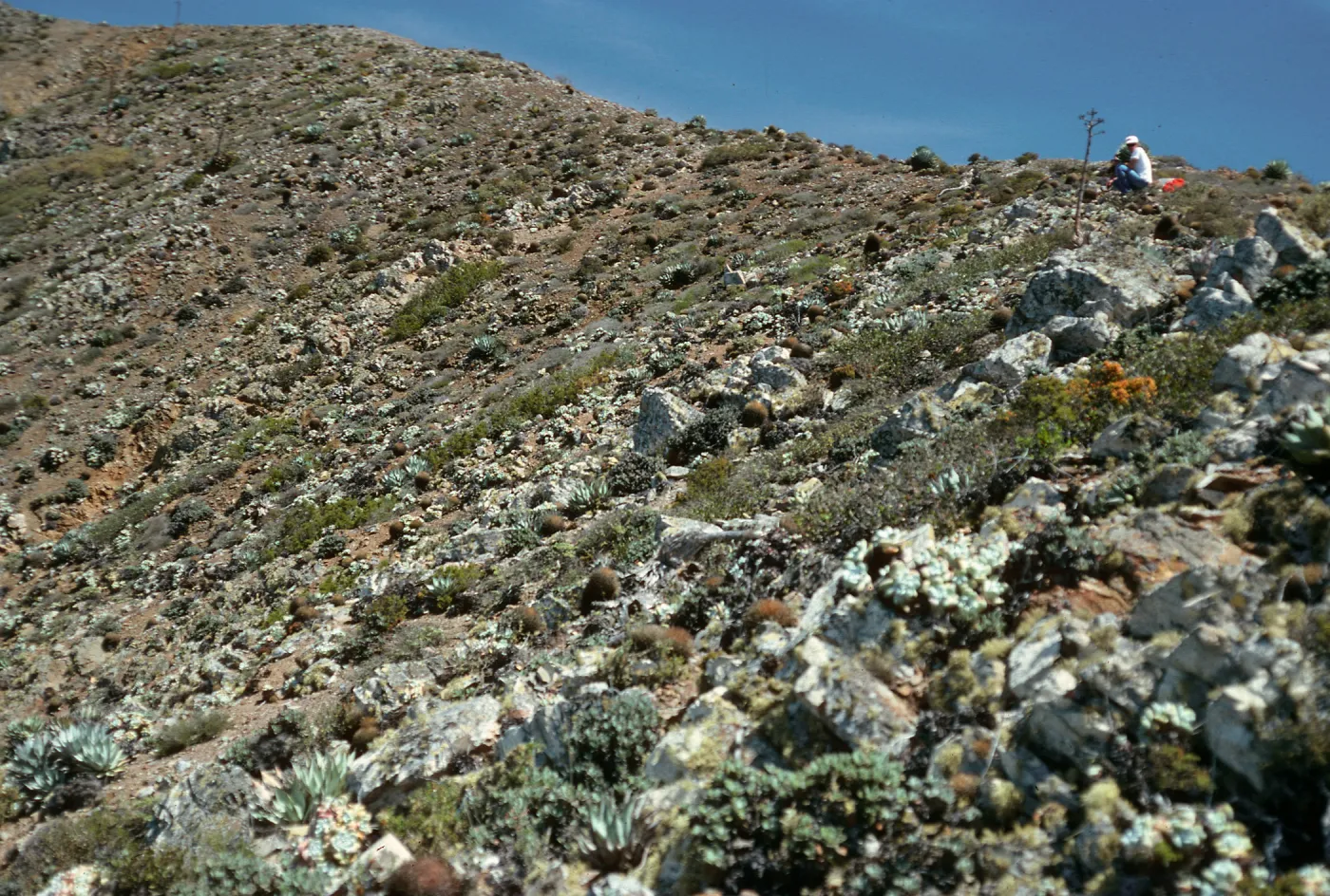 Cedros Island, Dudleya pachyphytum habitat, West of head of Cañada de la Mina
