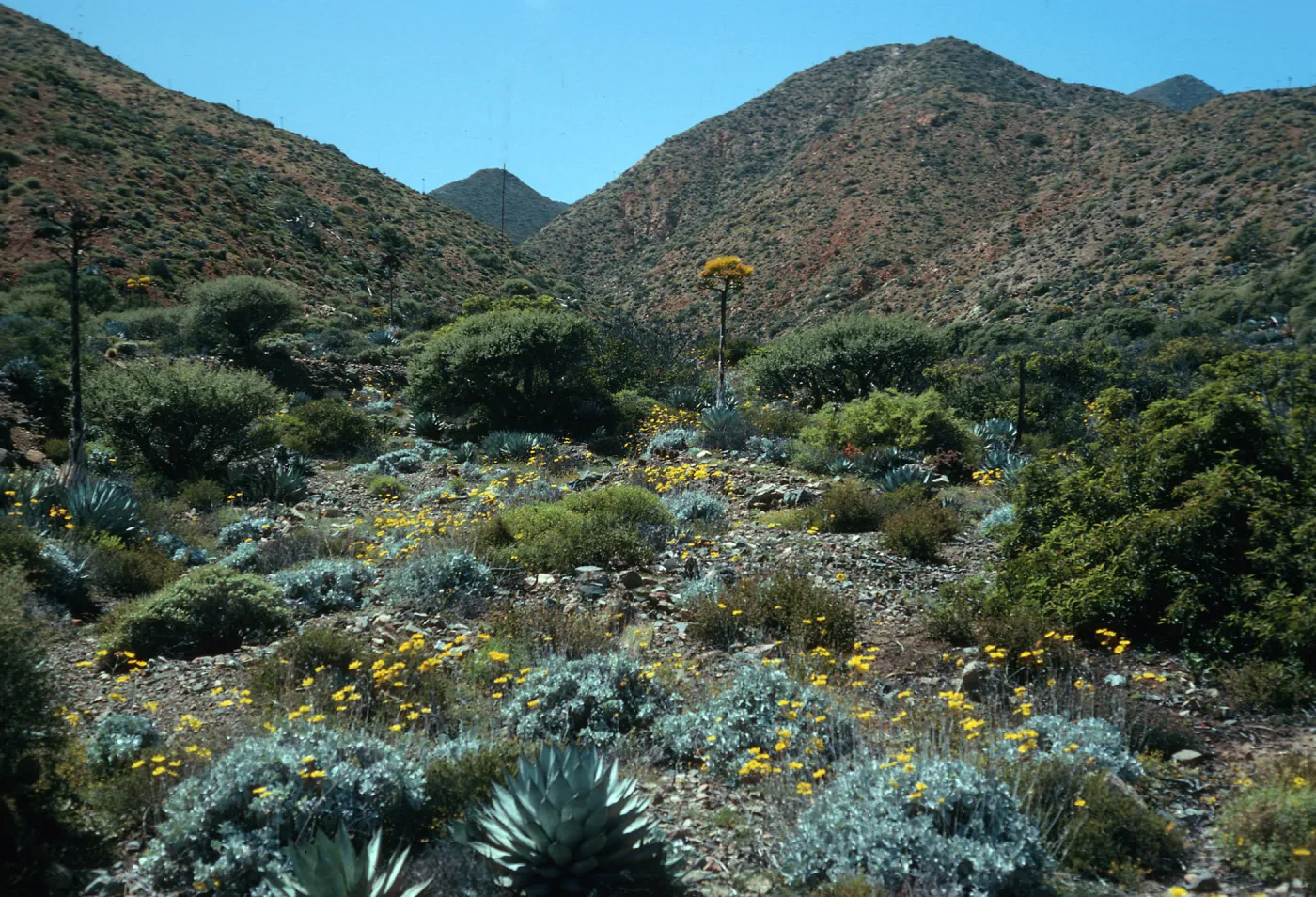 Cedros Island, Viguiera lanata, Cañada de la Mina