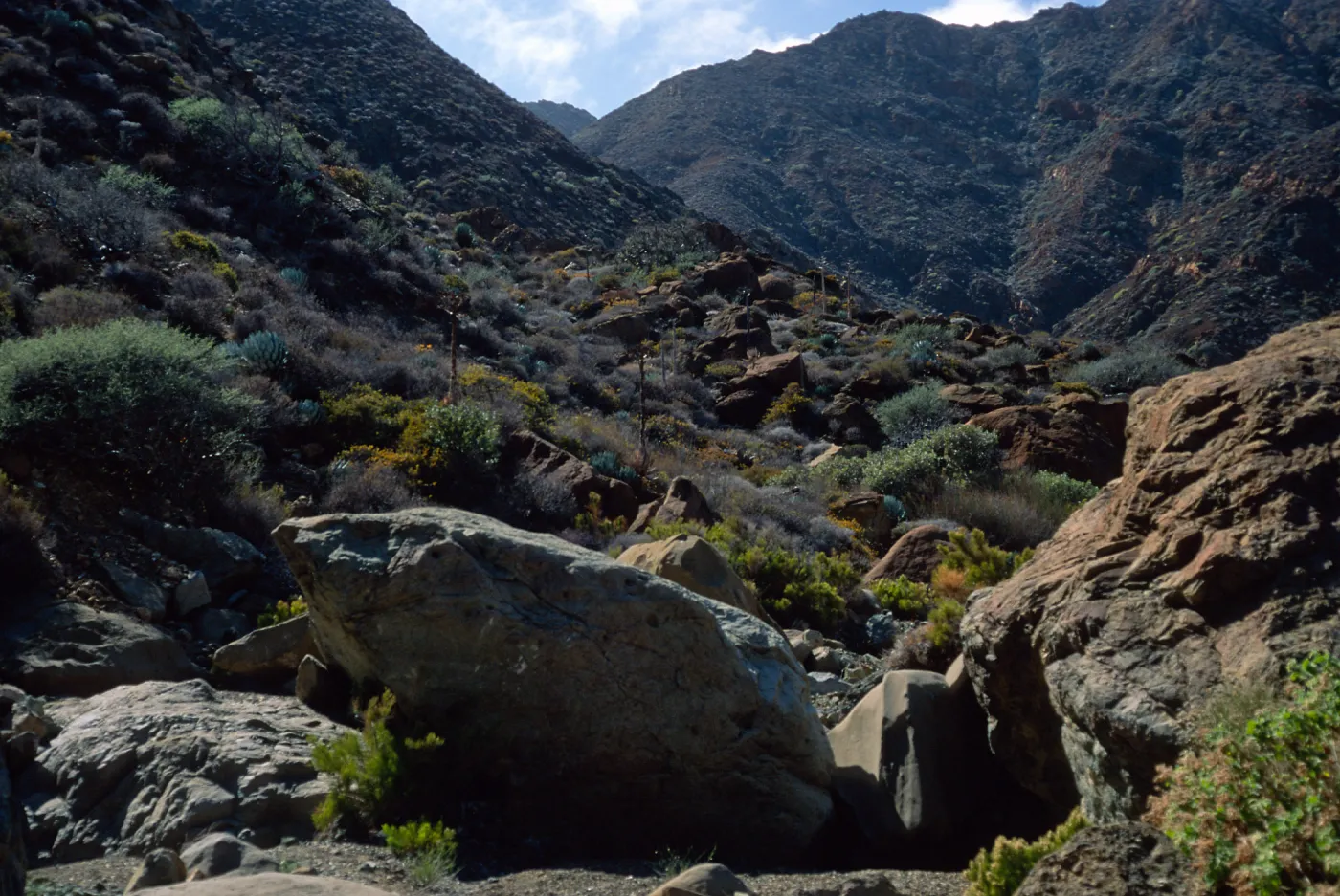 Cedros Island, Arroyo Choyal