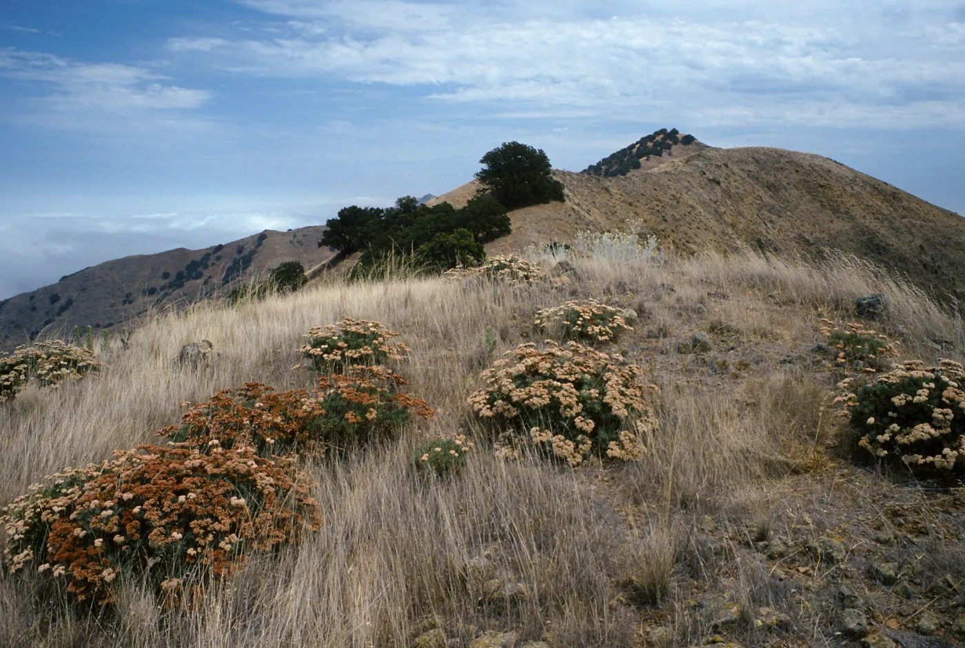 Santa Cruz Island, Eriogonum arborescens, North ridge near marker “John”