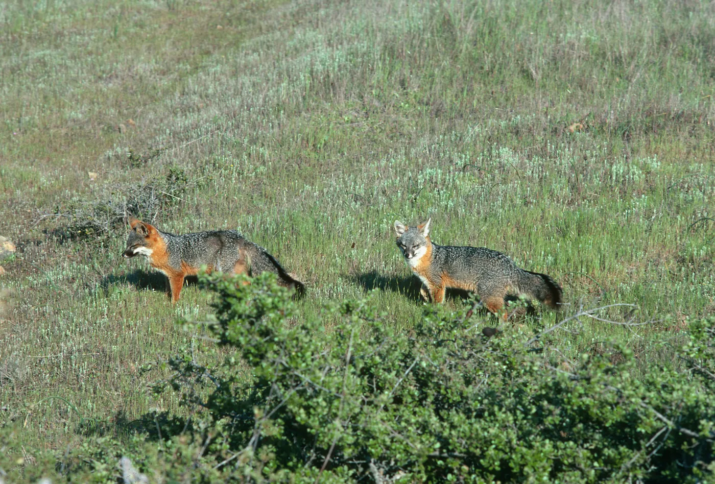 Santa Cruz Island, island foxes, South Ridge Road, Christy Pines