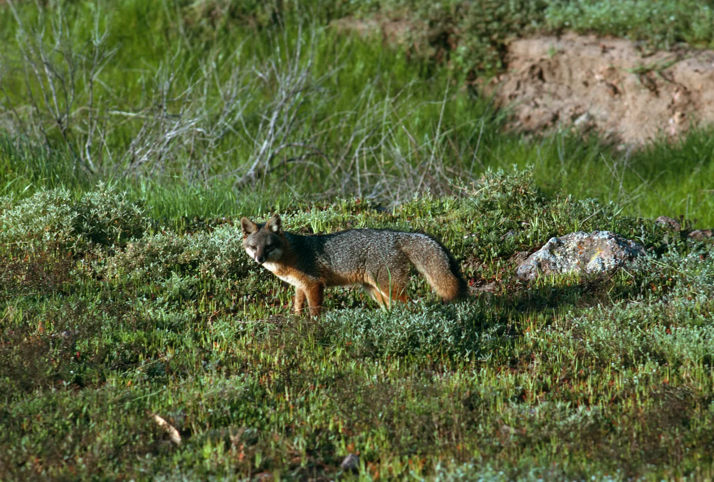 Santa Cruz Island, island fox, East of Christy Ranch