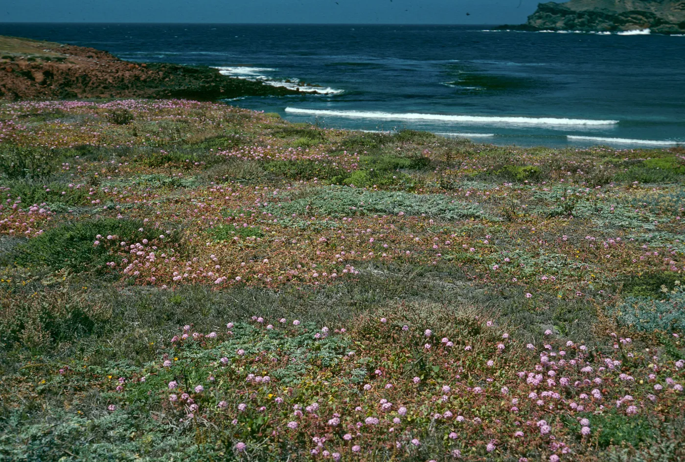 Santa Cruz Island, Abronia umbellata, Fraser Point Peninsula
