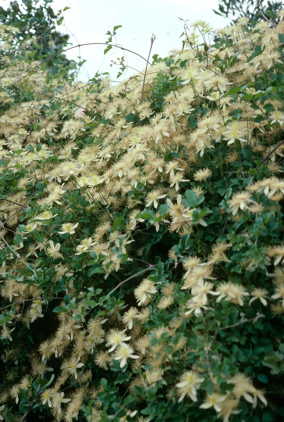 Santa Barbara Botanic Garden, Clematis lasiantha, Horticulture Unit