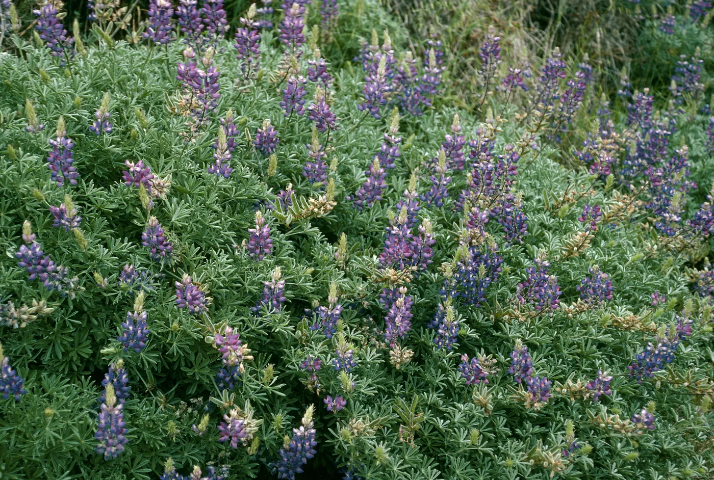 Lupinus albifrons, Centinela grade, Santa Cruz Island
