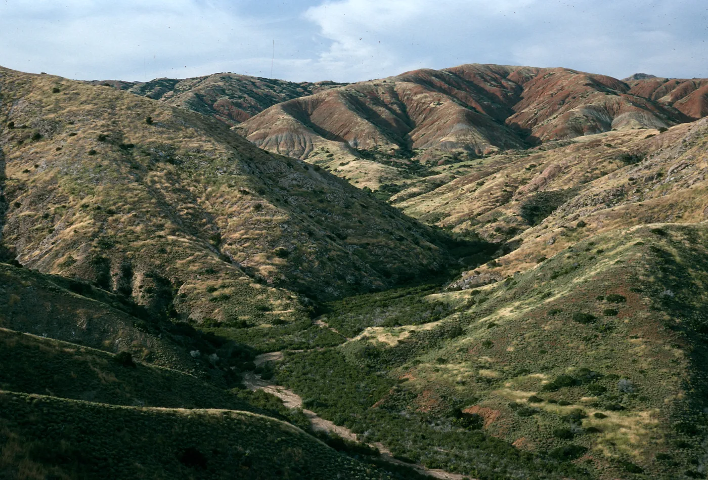 upper Willows Canyon, Santa Cruz Island