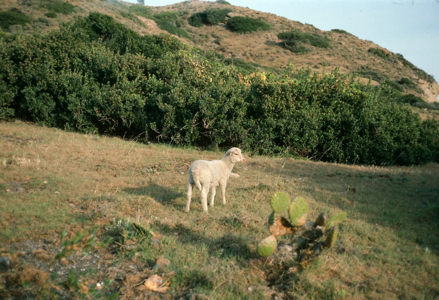 sheep, Coches Prietos, Santa Cruz Island