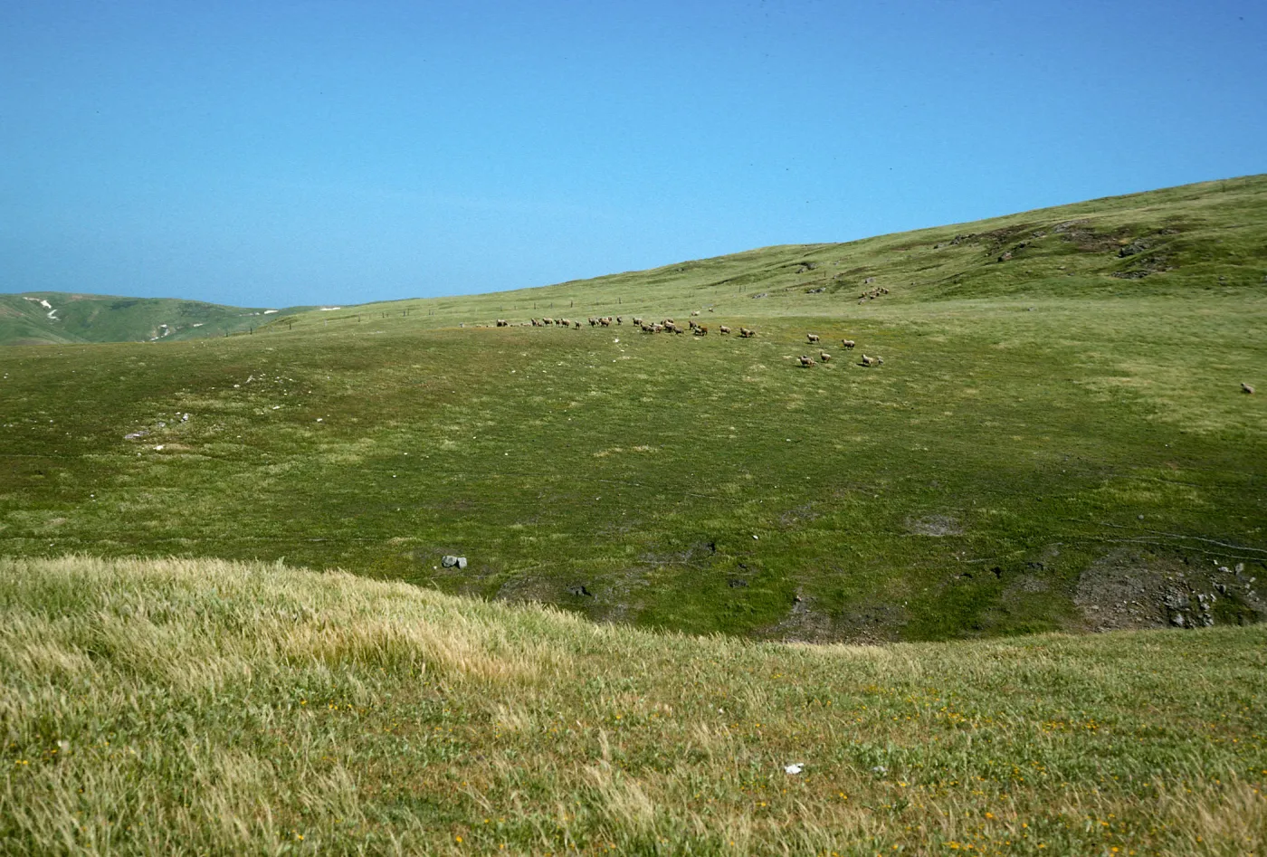 sheep, West of Scorpion Canyon, Santa Cruz Island