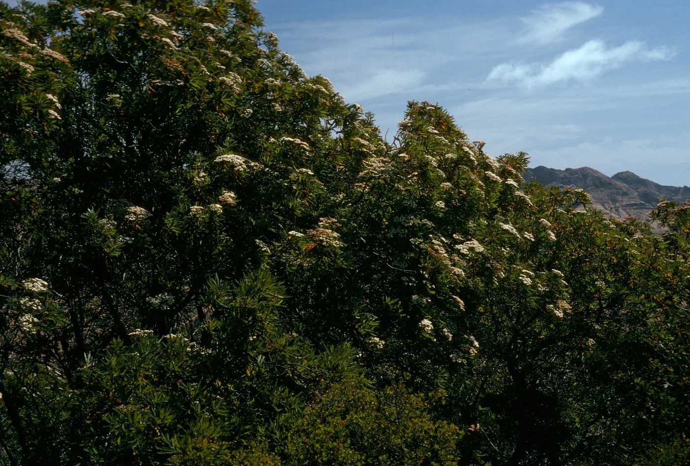 Lyonothamnus, head of Cañada de la Mina, Santa Cruz Island