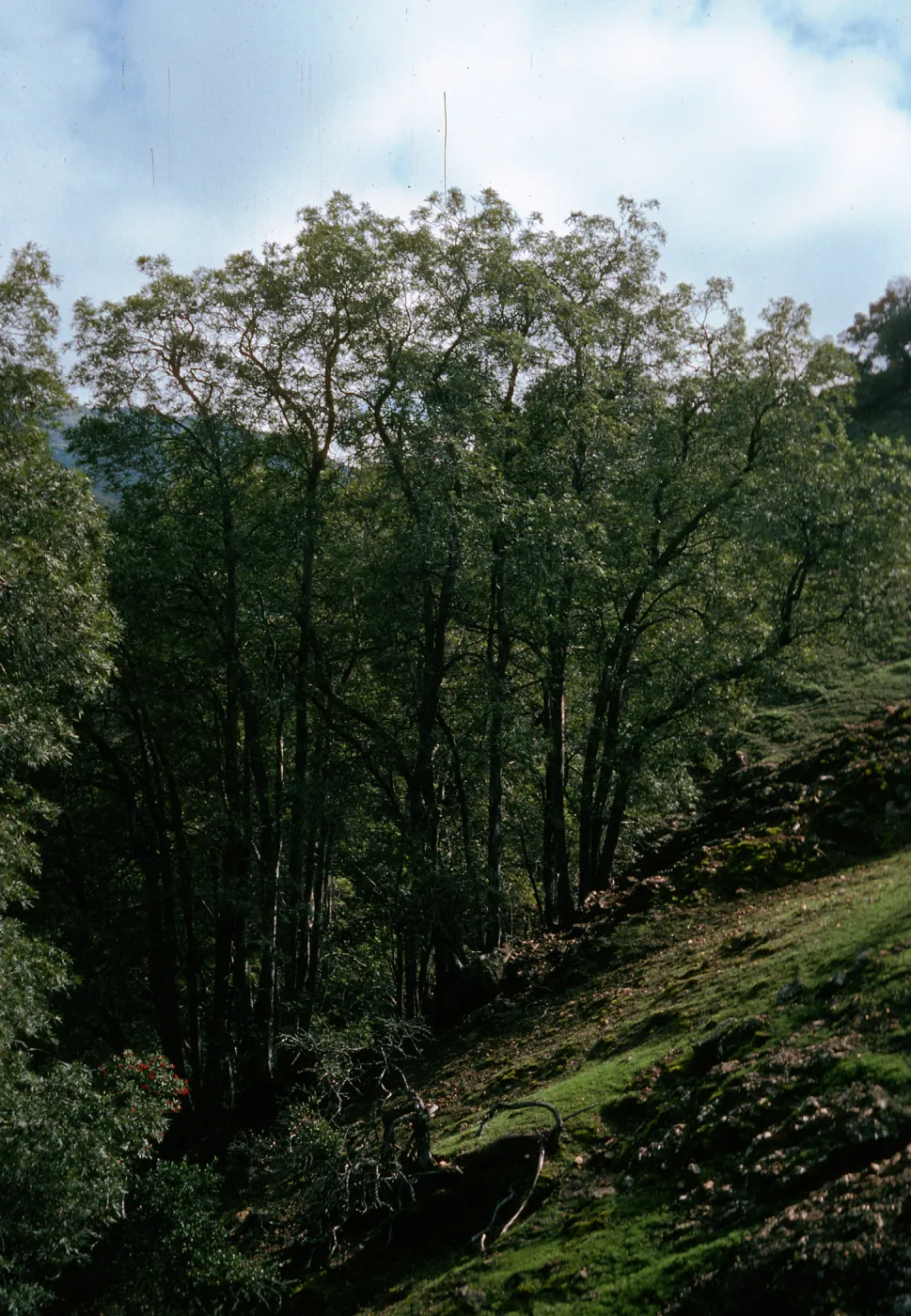 Lyonothamnus grove in East fork of un-named 3-fork canyon, East of Cueva Valdez, Santa Cruz Island
