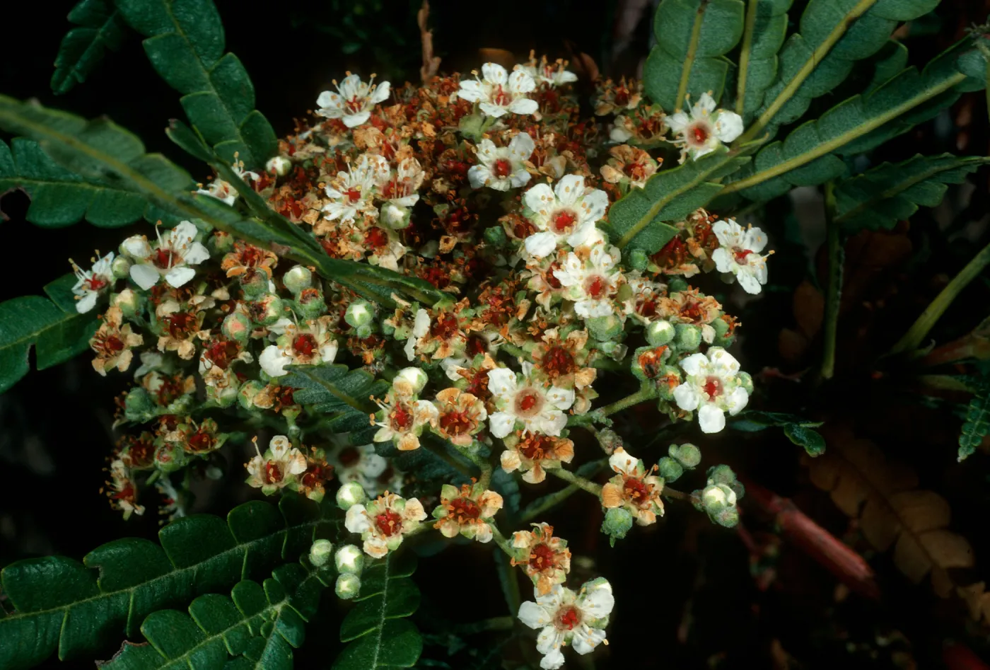 Lyonothamnus, Santa Cruz Island