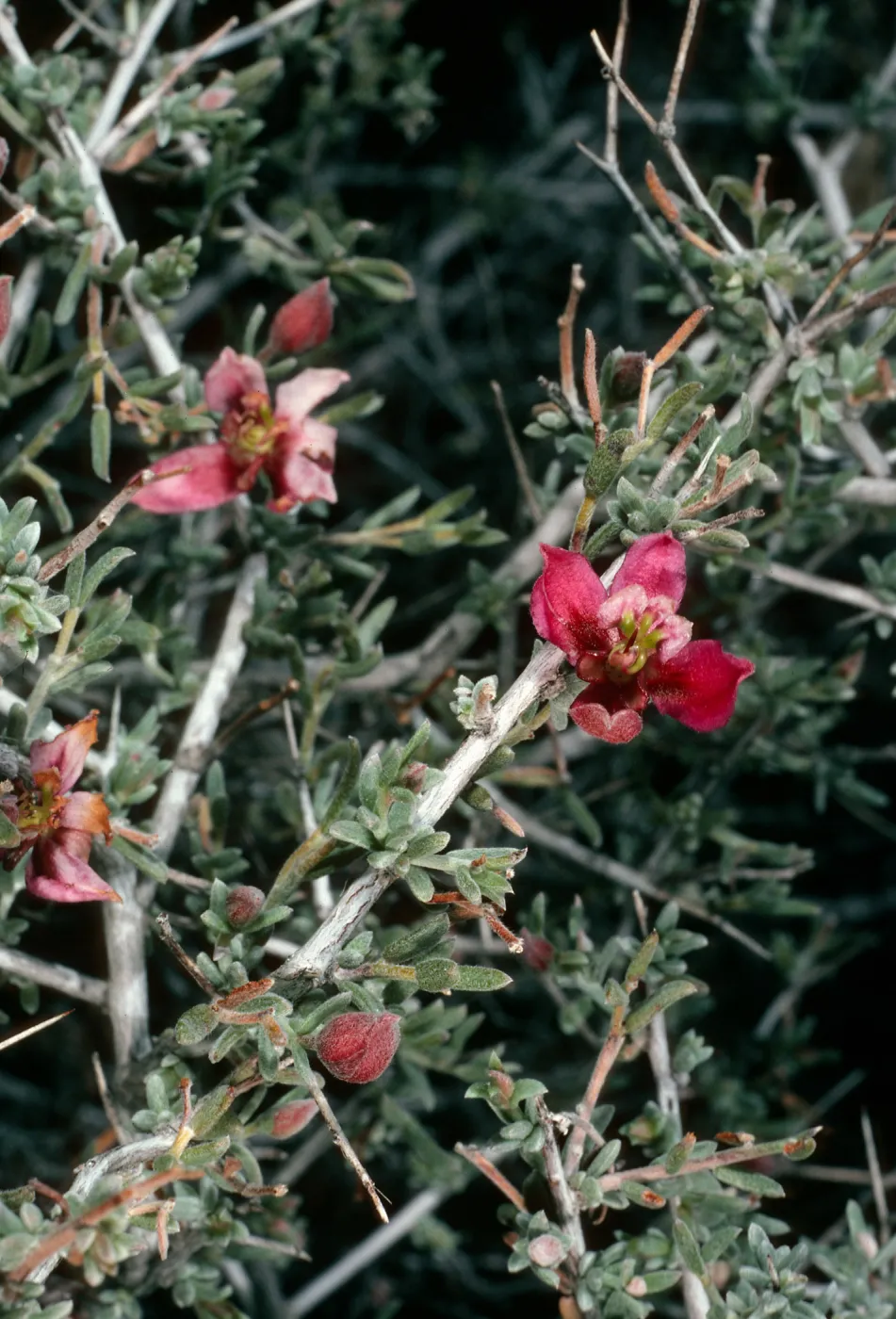Krameria parviflora, Borrego Palm Canyon