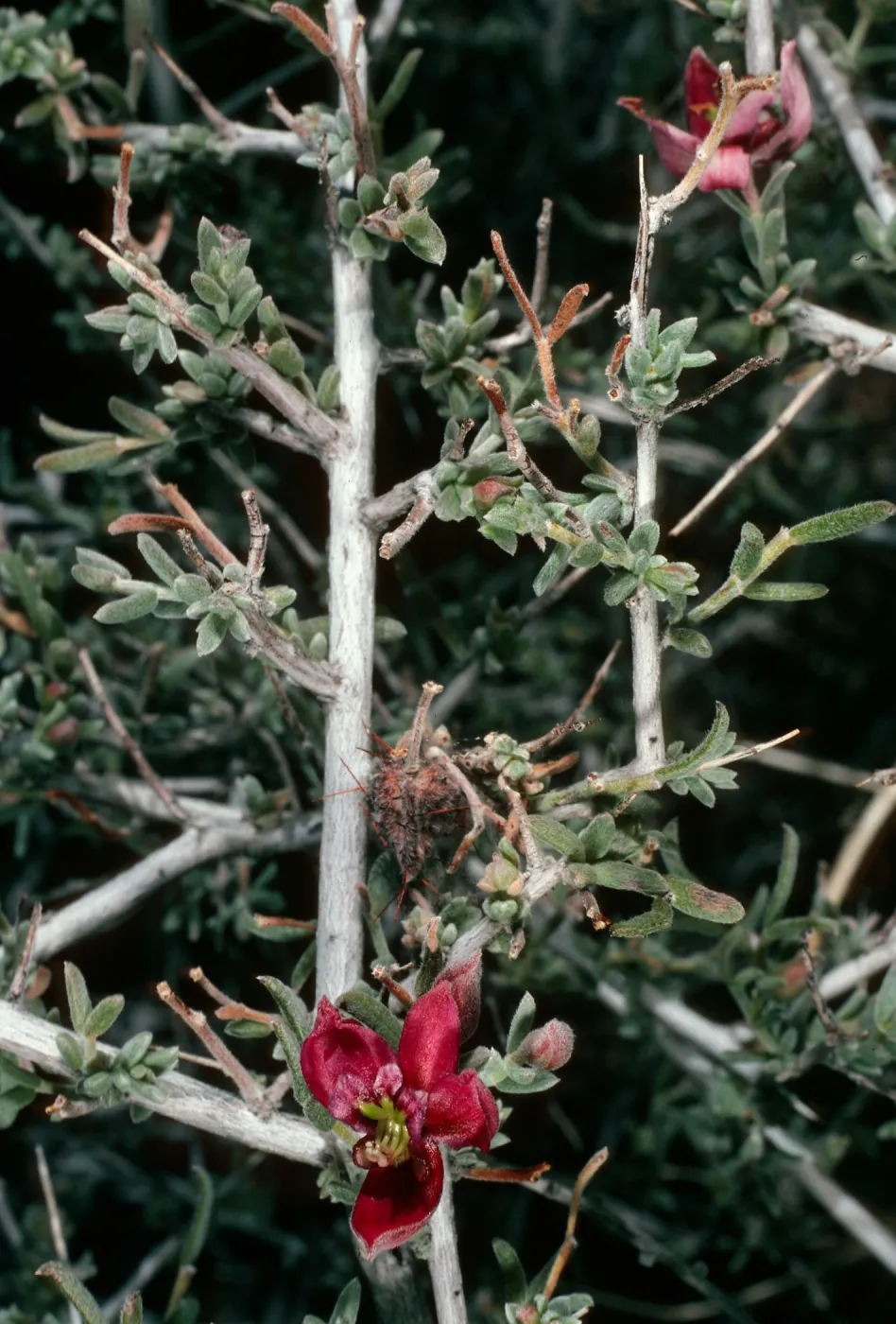 Krameria parviflora, Borrego Palm Canyon
