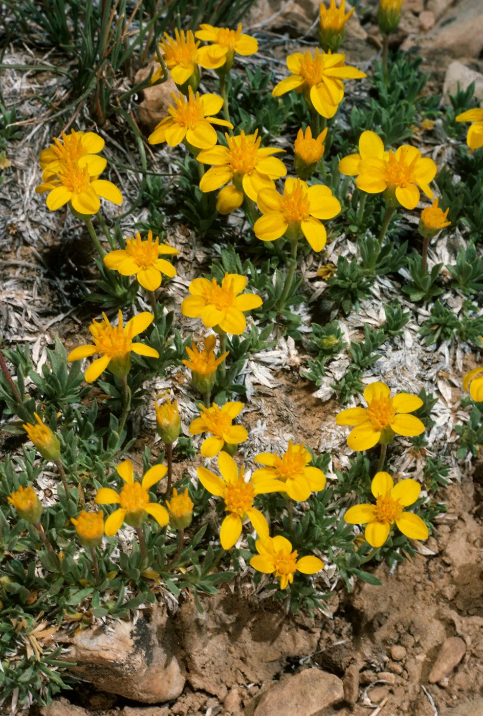 Haplopappus acaulis, Schulman grove, White Mountains