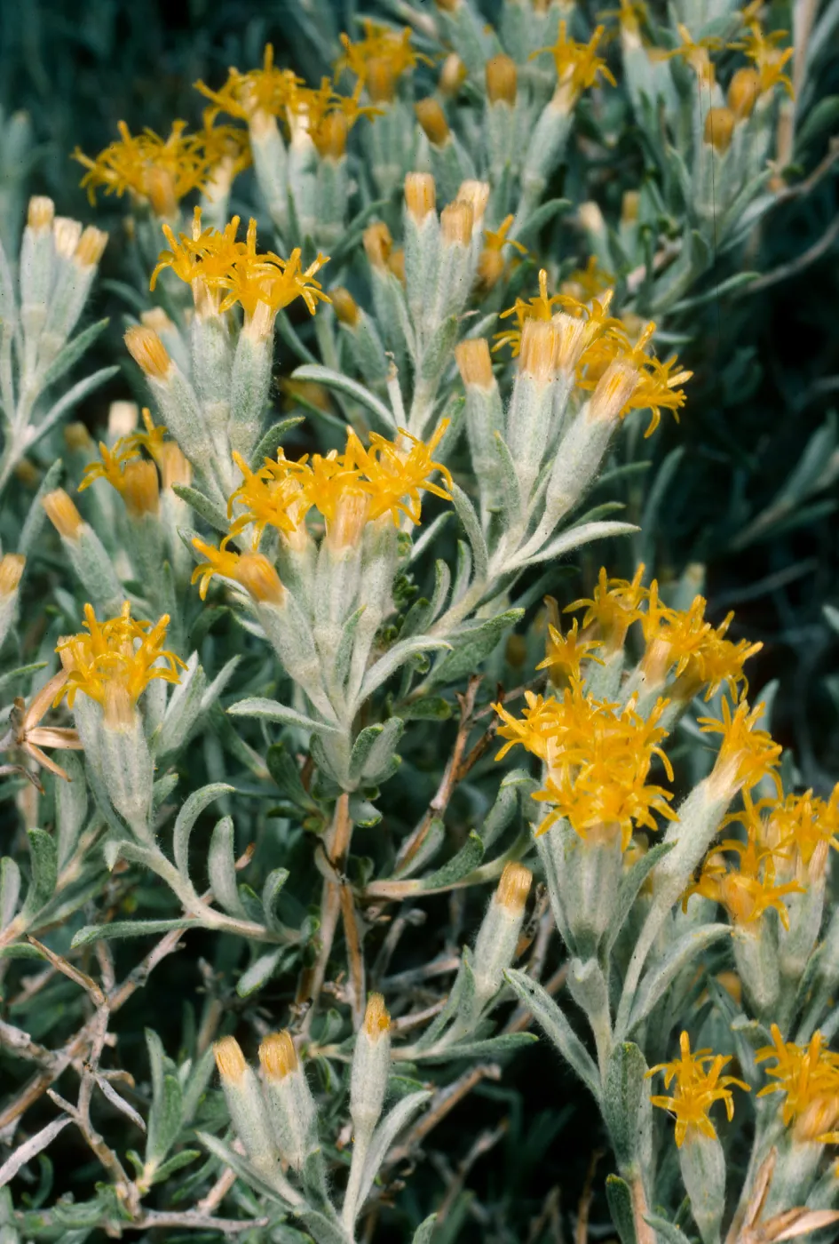 Tetradymia canescens, Wyman Canyon, White Mountains